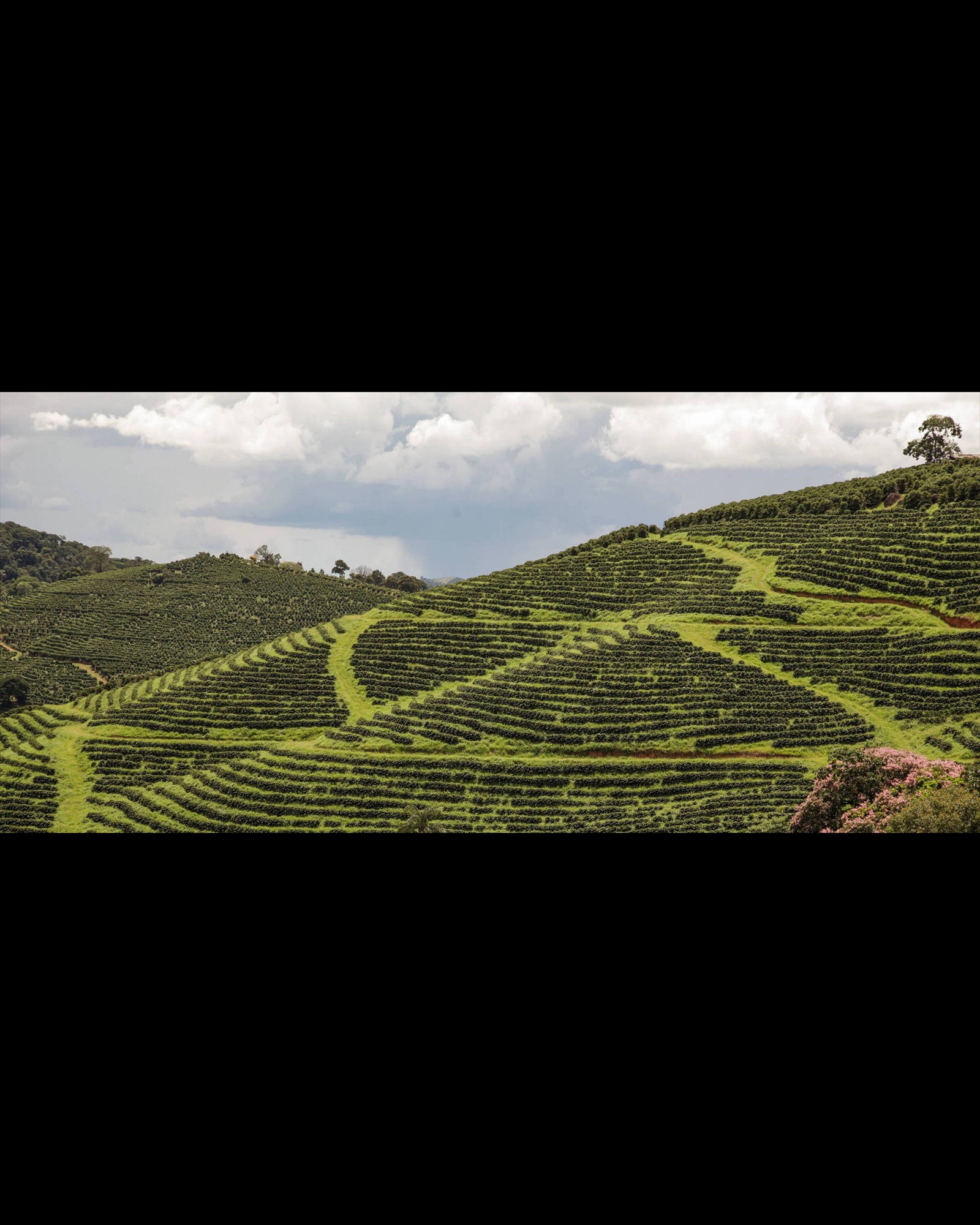 Projetos Agropecuários